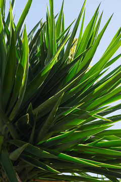 Yucca gigantea