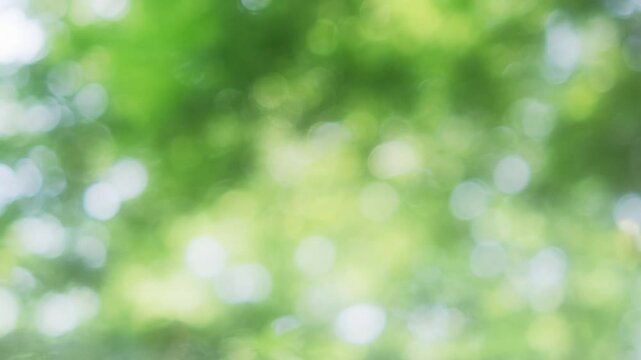 キラキラ光る丸ボケと風に揺れる新緑が美しい初夏の爽やかな自然風景　日本の季節の風景・背景　森の清々しい風と日差し