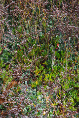 Obraz premium western marsh rosemary or California sea lavender (Limonium californicum)