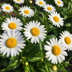 Fototapeta premium Beautiful White Daisies Blooming in a Sunny Garden.
