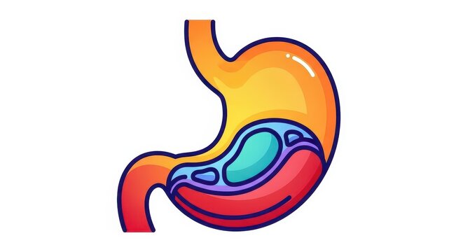 Colorful and Detailed Illustration of the Human Stomach Anatomy.