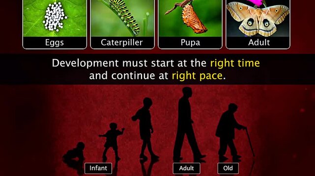 Development in Humans and animals.