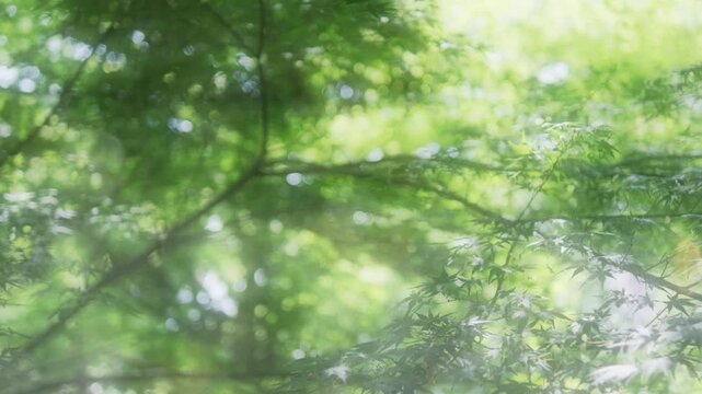 キラキラ光る丸ボケと風に揺れる新緑が美しい初夏の爽やかな自然風景　日本の季節の風景・背景　森の清々しい風と日差し