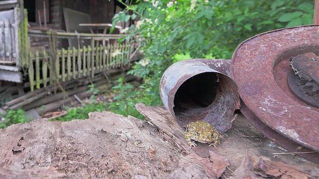 The European green toad in its habitat  (Bufotes viridis)
