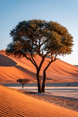Naklejka premium Acacia tree standing in namib desert sand dunes