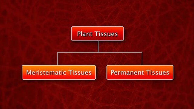 Different Types of plant tissues