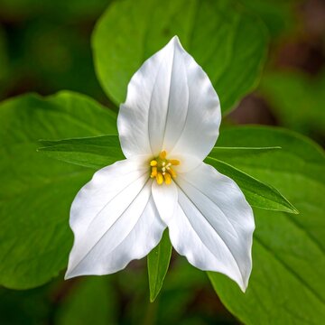 A detailed macro shot of a delicate, white three-petaled woodland flower, with a bright yellow center and surrounding green foliage