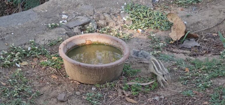 An Indian palm squirrel drinking water from a traditional clay pot and roaming around in a garden