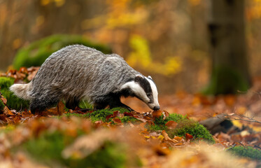 Badger close up ( Meles meles ) © Piotr Krzeslak
