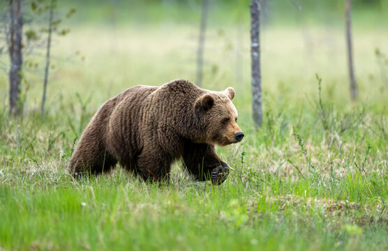 Wild brown bear ( Ursus arctos )