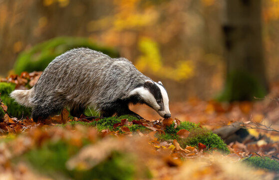 Badger close up ( Meles meles )