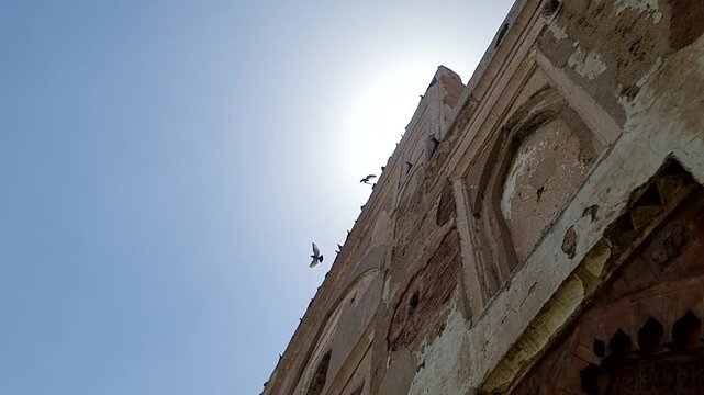 Slow Motion Video of Pigeons Flying at  Ancient Kabuli Bagh Masjid in Panipat India