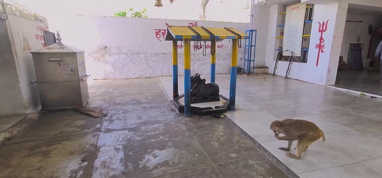 A Monkey Eating Food From the Floor Near a Nandi Bull Statue in an Indian Temple Complex