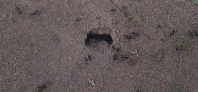 Colony of Black Ants Working Together near a Nest Hole in Dry Sandy Soil