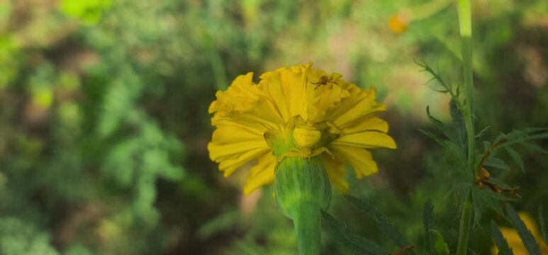 Close up View of a Tiny Yellow Spider Resting on a Vibrant yellow Flower