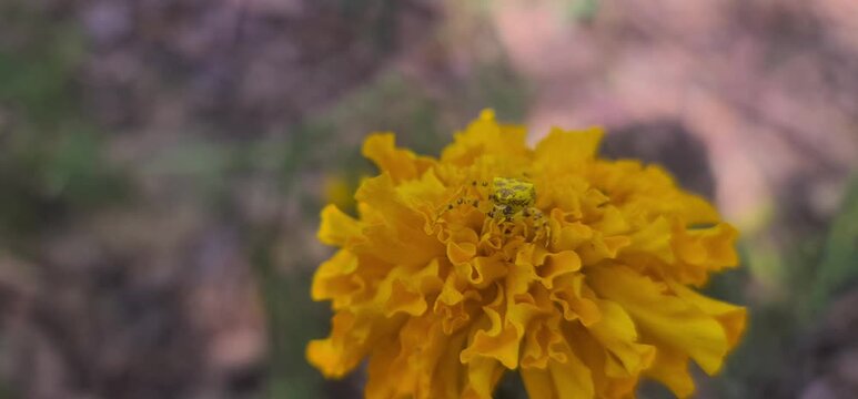 Close up View of a Tiny Yellow Spider Resting on a Vibrant yellow Flower