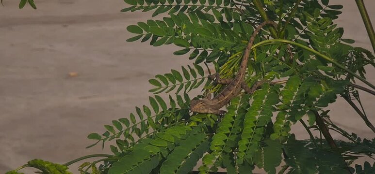 Oriental Garden Lizard Camouflaged on Green Fern-like Leaves of a Tree