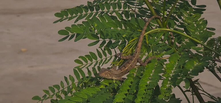 Oriental Garden Lizard Camouflaged on Green Fern-like Leaves of a Tree