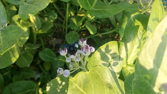 A large  Carpenter bee hovering and flapping its wings while feeding on purple Milkweed flowers