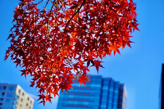 My favorite season in Japan. Maple Leafs are so beautiful and stunning. I spend all my days in the park took a lot of pictures. Make me feel so relaxed and calm 