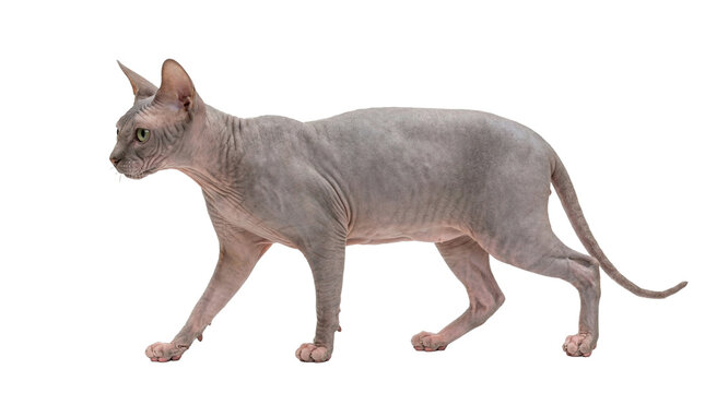 donskoy cat profile walking