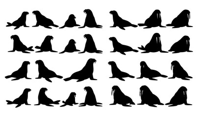 Obraz premium Seal Sea Lion Walrus Comparison Silhouette Set Vector