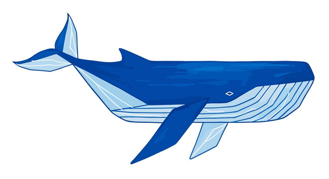 Blue Whale Ocean Mammal Sea Creature.