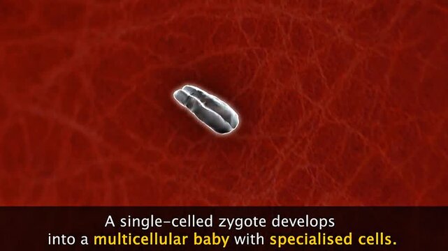 3D animation showing multicellular organisms with specialized cells, tissues, and organ functions.