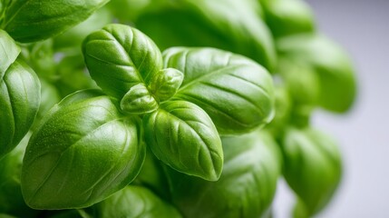 Fototapeta premium Close-up of vibrant green basil leaves glistening in soft natural light.