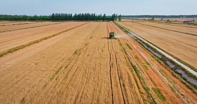 Aerial view of combine harvester working in golden wheat field during harvest season for agricultural production