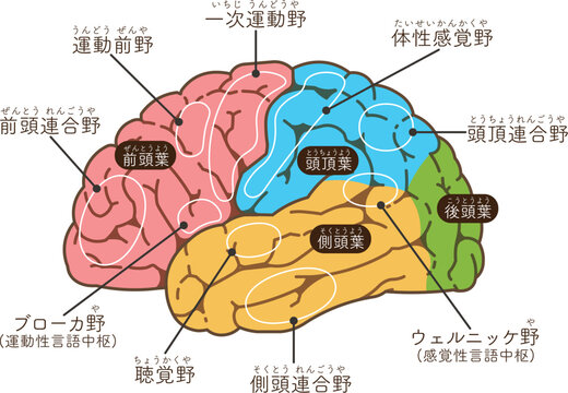 頭頂葉 Images – Browse 250 Stock Photos, Vectors, and Video