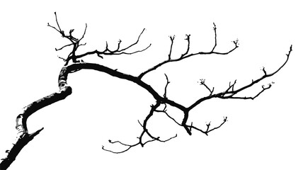 Obraz premium Bare Branch Silhouette: The stark beauty of a bare tree branch is captured in monochrome, showcasing its intricate form against a clean backdrop. 