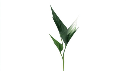 Fototapeta premium Stylized Green Leaf on White Background