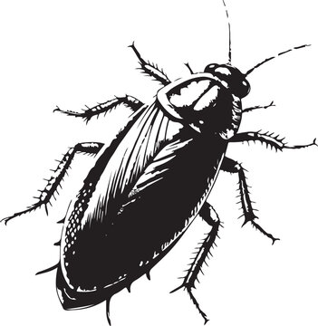 Oriental cockroach (Blatta orientalis) Hand-drawn Sketch Drawing Vector Illustration, Line Linear Symbol Black and White Engraving, Isolated