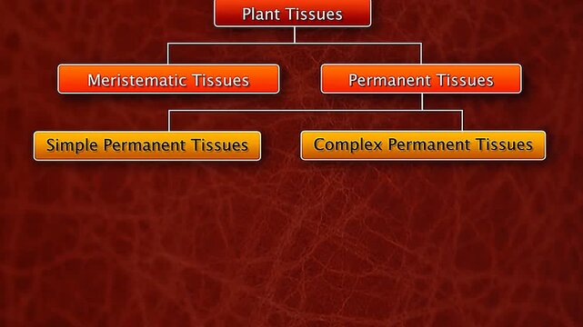 3D animation showing types and functions of plant tissues including meristem, dermal, and vascular systems.