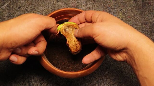 Mango seeds with visible root growth after one month of moist cotton germination, ready for soil planting, followed by healthy seedling development after another month, showing plant growth stages.
