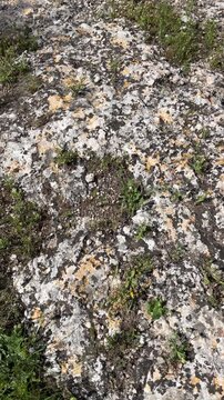Dense lichen and moss covering flat limestone rock surface in Ben Shemen forest israel, mediterranean ecology and geology concept

