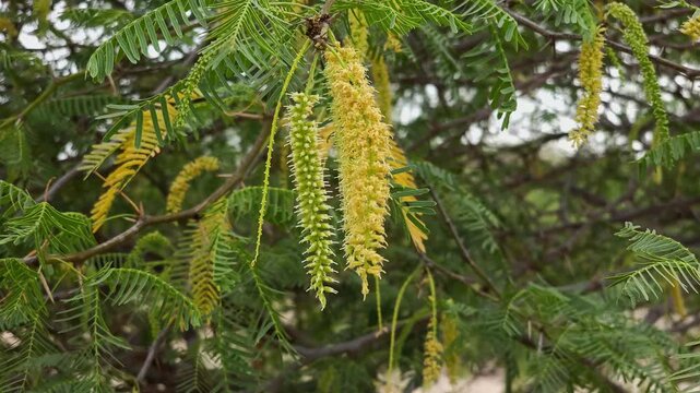Prosopis Juliflora Tree with Vibrant Yellow Cylindrical Flower Spikes UHD Video
