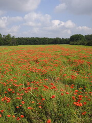 Obraz premium Close-up of vibrant red poppies in a green field, wildflowers swaying gently in sunlight, shallow depth of field with natural background, springtime landscape and nature concept.