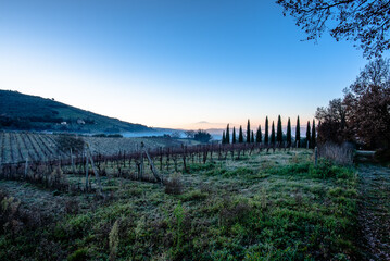 Obraz premium Vineyard rows and cypress trees in rural Italy
