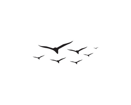 a flock of birds silhouetted. Group of birds in scattered flight. Flying bird isolated on white background.
