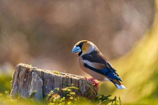 A male hawfinch sits on a tree stump in beautiful evening light. A male nuthatch in the nature habitat. Closeup portrait of a beautiful Hawfinch. 