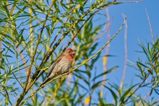 A male common rosefinch in the nature habitat. Carpodacus erythrinus
