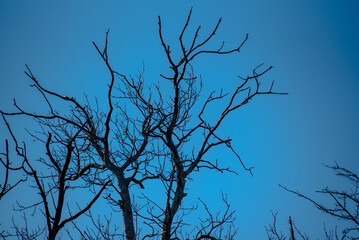 Obraz premium Bare tree branches against clear blue sky