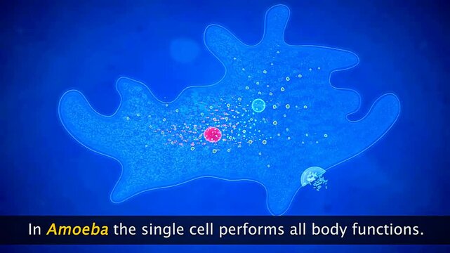 3D animation showing unicellular and multicellular organisms with structural differences clearly.