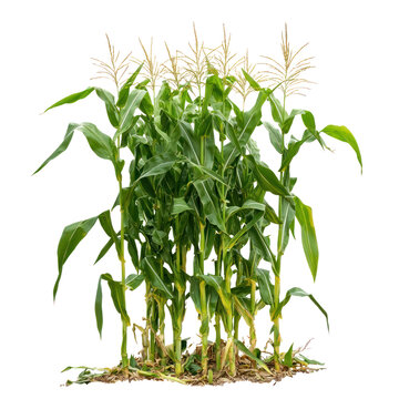A close-up of corn growing on tall, green plants in the field. full length isolate on transparent background