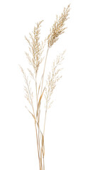 Fototapeta premium Dry pampas grass stems isolated on white background