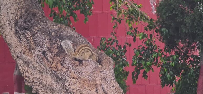 Indian Palm Squirrel Sitting on a Tree Trunk Eating Grains in a Natural Habitat