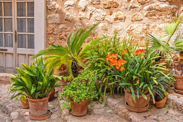 Naklejka premium Green plants and flowers in pots on a staircase at an old house