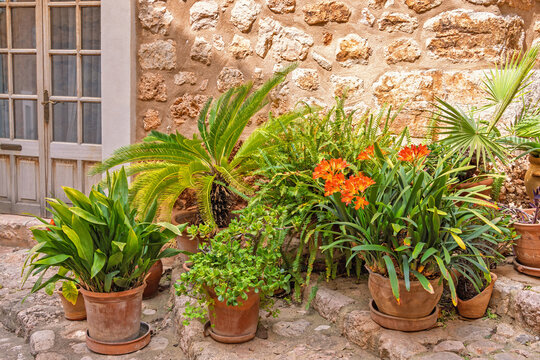 Green plants and flowers in pots on a staircase at an old house